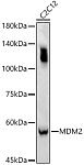 Western blot - MDM2 Rabbit pAb (A13327)