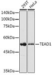 Western blot - TEAD1 Rabbit pAb (A13366)