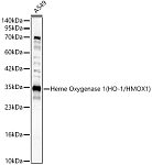 Western blot - Heme Oxygenase 1 (HO-1/HMOX1) Rabbit pAb (A1346)