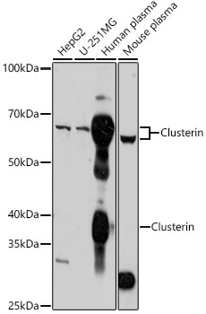 Clusterin Rabbit pAb