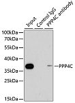 Western blot - PPP4C Rabbit pAb (A13531)