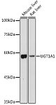 Western blot - UGT1A1 Rabbit pAb (A1359)