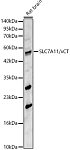 Western blot - SLC7A11/xCT Rabbit pAb (A13685)