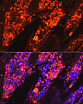 Immunofluorescence - Myeloperoxidase (MPO) Rabbit pAb (A1374)