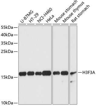 Histone H3.3 Rabbit pAb