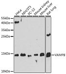Western blot - VAMP8 Rabbit pAb (A13915)