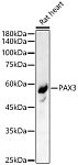 Western blot - PAX3 Rabbit pAb (A13930)