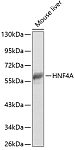 Western blot - HNF4A Rabbit pAb (A13998)