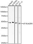 Western blot - AT1R/AGTR1 Rabbit pAb (A14201)