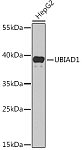Western blot - UBIAD1 Rabbit pAb (A14214)