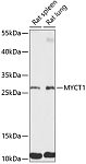 Western blot - MYCT1 Rabbit pAb (A14541)