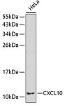Western blot - CXCL10/IP-10 Rabbit pAb (A1457)