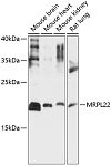 Western blot - MRPL22 Rabbit pAb (A14586)
