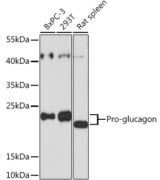 Pro-glucagon Rabbit pAb