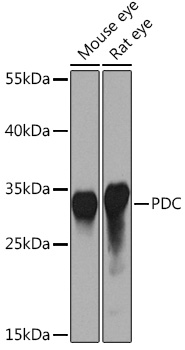 PDC Rabbit pAb