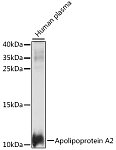 Western blot - Apolipoprotein A2 Rabbit pAb (A14690)