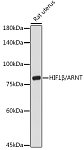 Western blot - HIF1β/ARNT Rabbit pAb (A14705)