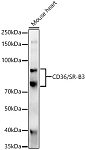 Western blot - CD36/SR-B3 Rabbit pAb (A1470)