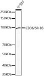 Western blot - CD36/SR-B3 Rabbit pAb (A1470)