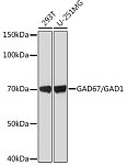 Western blot - GAD67/GAD1 Rabbit mAb (A1475)