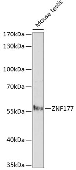 ZNF177 Rabbit pAb