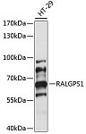 Western blot - RALGPS1 Rabbit pAb (A14828)