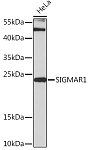 Western blot - SIGMAR1 Rabbit pAb (A14837)