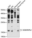Western blot - GABARAPL2 Rabbit pAb (A14855)