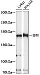 Western blot - IBTK Rabbit pAb (A14866)