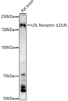 LDL Receptor (LDLR) Rabbit pAb