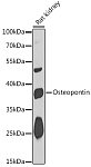 Western blot - Osteopontin Rabbit pAb (A1499)
