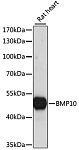 Western blot - BMP10 Rabbit pAb (A15010)