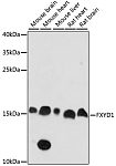 Western blot - FXYD1 Rabbit pAb (A15082)