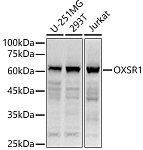 Western blot - OXSR1 Rabbit pAb (A15126)