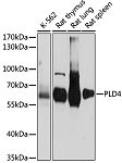 Western blot - PLD4 Rabbit pAb (A15207)