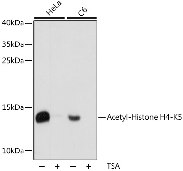 Acetyl-Histone H4-K5 Rabbit pAb