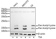 Western blot - Pan Acetyl-Lysine Mouse mAb (A1525)