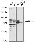 Western blot - XPNPEP1 Rabbit pAb (A15326)