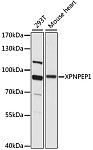 Western blot - XPNPEP1 Rabbit pAb (A15327)
