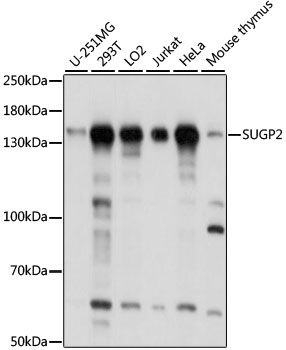 SUGP2 Rabbit pAb