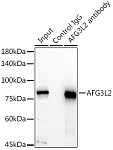 Western blot - AFG3L2 Rabbit pAb (A15393)