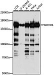 Western blot - WDHD1 Rabbit pAb (A15396)