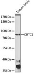 Western blot - CRTC1 Rabbit pAb (A15412)