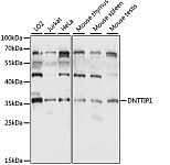 Western blot - DNTTIP1 Rabbit pAb (A15558)