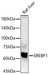 Western blot - SREBF1 Rabbit pAb (A15586)