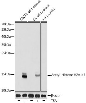 Acetyl-Histone H2A-K5 Rabbit pAb