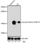 Western blot - Acetyl-Histone H2B-K5 Rabbit pAb (A15621)