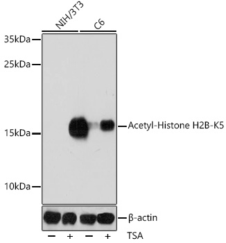 Acetyl-Histone H2B-K5 Rabbit pAb