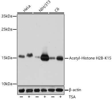 Acetyl-Histone H2B-K15 Rabbit pAb