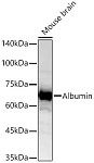 Western blot - Albumin Rabbit pAb (A15638)